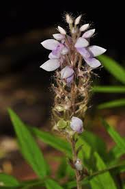 Image result for Uraria