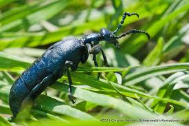 Schwarzwald Schwarzblauer Olkafer Auch Maiwurm