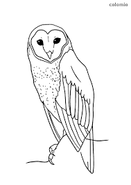 This coloring page belongs to these categories: Owls Coloring Pages Free Printable Owl Coloring Sheets