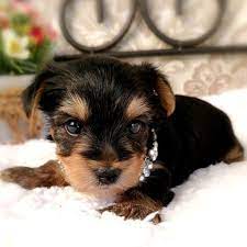 Jolean Yorkshire Terrier Puppy 643733 Puppyspot In 2020 Yorkshire Terrier Puppies Yorkshire Terrier Yorkie Puppy For Sale