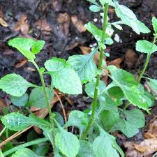 Image result for Vernonia natalensis