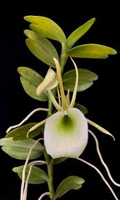 Image result for Summerhayesia zambesiaca