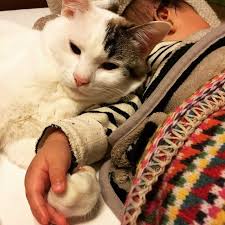 Aw 3 Sevimli Kediler Kedi