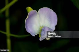 Image result for Psophocarpus lancifolius