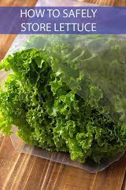 I buy 2 large bags and. Best Ways To Store Lettuce The Cookful
