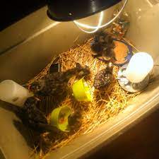 Please like and shareand please support to subscribe our channel : How To Hatch Chicken Eggs Even Without Incubators