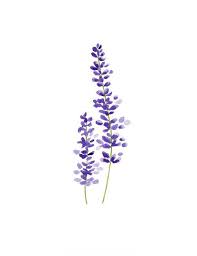 Bildergebnis Fur Lavender Tattoo Lavendel Tattoo Wasserfarbenblumen Blumenzeichnung