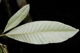 Image result for Chrysophyllum gorungosanum