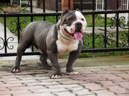 The american bully is impressive in both appearance and temperament. American Bully Vs Boxer Breed Comparison Mydogbreeds