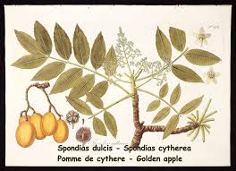 Image result for Spondias