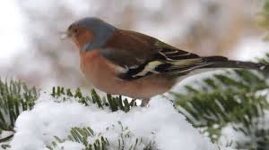 Typische heimische wintervögel im kurzporträt. Vogel Im Winterlichen Garten Youtube