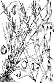 Image result for Echinochloa ugandensis
