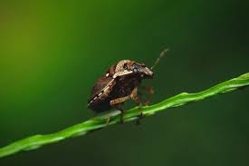 About 250 native stink bug species exist in north to keep stink bugs out, use polyurethane insulating foam sealant, which expands, to fill in holes vacuuming them up is an effective removal method, but you'll likely want to throw the bag away when. How To Spot Eliminate And Prevent Stink Bugs On Cannabis Rqs Blog