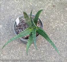 Image result for Aloe aculeata × globuligemma
