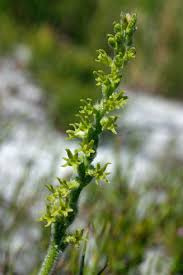 Image result for Holothrix villosa