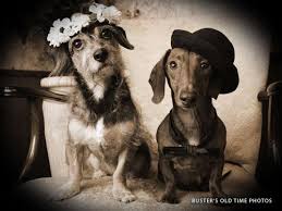 While here, stop by don't 4 get about me, a unique store offering treats, chews, squeaker, leashes and more. Pet Friendly Places For Your Best Friend In Branson Explore Branson