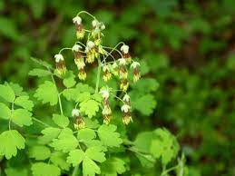 The bella coola chewed the root and swallowed the juice for headache, eye trouble and sore. Okanagan Colville Celebrating Gaia S Herbal Gifts