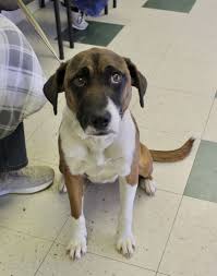 Adopt Willa On Petfinder In 2020 Dog Adoption Pets Baby Animals