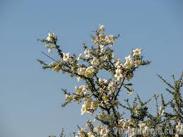 Image result for Hermbstaedtia fleckii