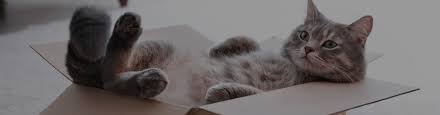 Why is my cat meowing at night? Why Is My Cat Sneezing Trudell Animal Health