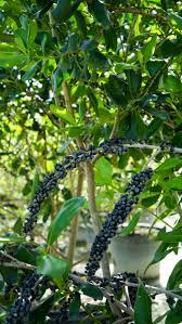 Image result for Rapanea