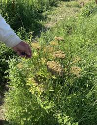 Image result for Stapfiella lucida