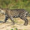 Cd jaguares average scored 1.19 goals per match in season 2021. 3