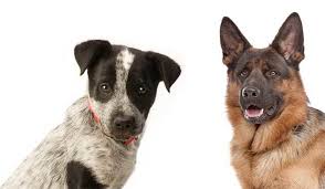 Training blue heeler puppies is not difficult, but you should know a few things about it before you make the decision to have one of your own. A Complete Guide To The Blue Heeler German Shepherd Mix