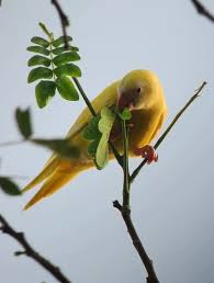 Image result for Vangueria proschii