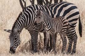 Image result for zebra