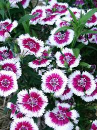 Have tall big pots (minimum 1.5 feet height and 1.5 feet diameter (this is to keep the plant healthy for a long probably the best thing for you would be to look up information on the growing of your different types of plants, to see what kind of fertilizer is advised. Dianthus Grow Guide