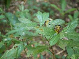 Image result for Psychotria heterosticta