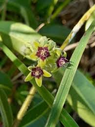 Image result for Apocynaceae subfamily Periplocoideae
