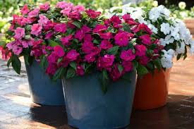 Image result for Impatiens purpureoviolacea