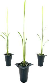 Image result for Cymbopogon nardus