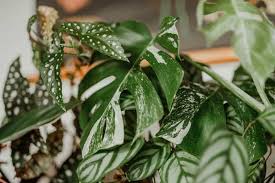 #plant #plants #houseplant #houseplants #philodendron #philodendronerubescens #aroid #aroids. Aroid Care For Beginners Plant Care Tips For Your Aroid Plants Plantly