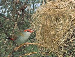 Hasil gambar untuk The red browed finch