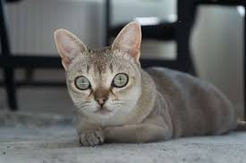 Folge deiner leidenschaft bei ebay! 15 Top Cat Breeds With Big Eyes