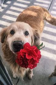 40 Pictures Of Dogs Best Day Ever In 2020 Dog Cuddles Happy Dogs Cute Puppies