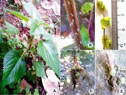 Image result for Laportea ovalifolia