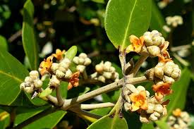 Image result for Avicennia marina