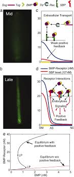 , bmps regulate msx gene expression in the dorsal neuroectoderm of drosophila and. Robust Bistable Patterning Of The Dorsal Surface Of The Drosophila Embryo Pnas