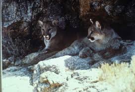 Pumas y leones artesanía mexicana., estado de méxico. Imagen Gratis Montana Leones Pumas