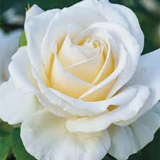 103 results for free spirit fabric rose. Roses Easy Spirit