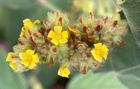 Image result for Waltheria indica