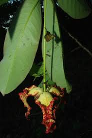 Image result for Monodora junodii