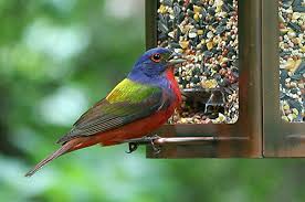 The painted bunting (passerina ciris) is a species of bird in the cardinal family, cardinalidae.it is a near threatened bird native to north america. Food Preferences Of The Painted Bunting Wild Bird Library Bird