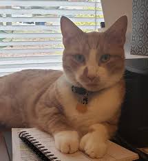 Prince is home safe came through my bedroom window that I left food