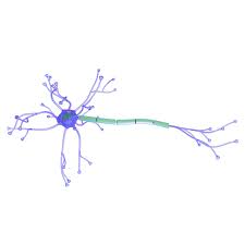 3d Model Neuron Neurone Neurones Neurons Cell Cells Brain Nerve Microscopic System Connection Nucleus Impulse Medical Ne Neurons 3d Model Model