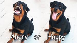 Maybe you would like to learn more about one of these? Rottweiler Angry Or Happy Rottweiler Rottweiler Dog Rottweiler Puppies